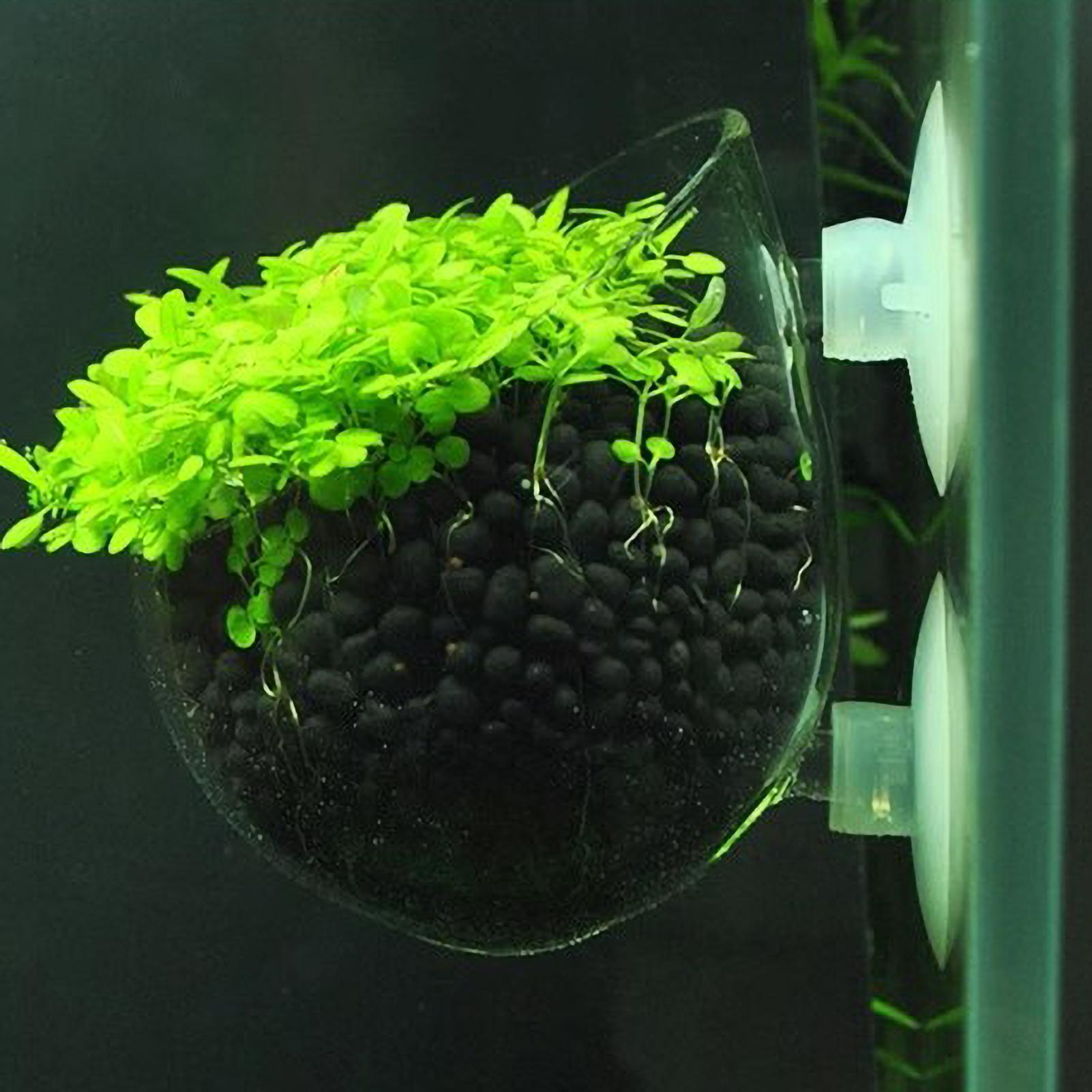 Aquarium Plant Growth - حامل نباتات الزينة الزجاجي مع أكواب