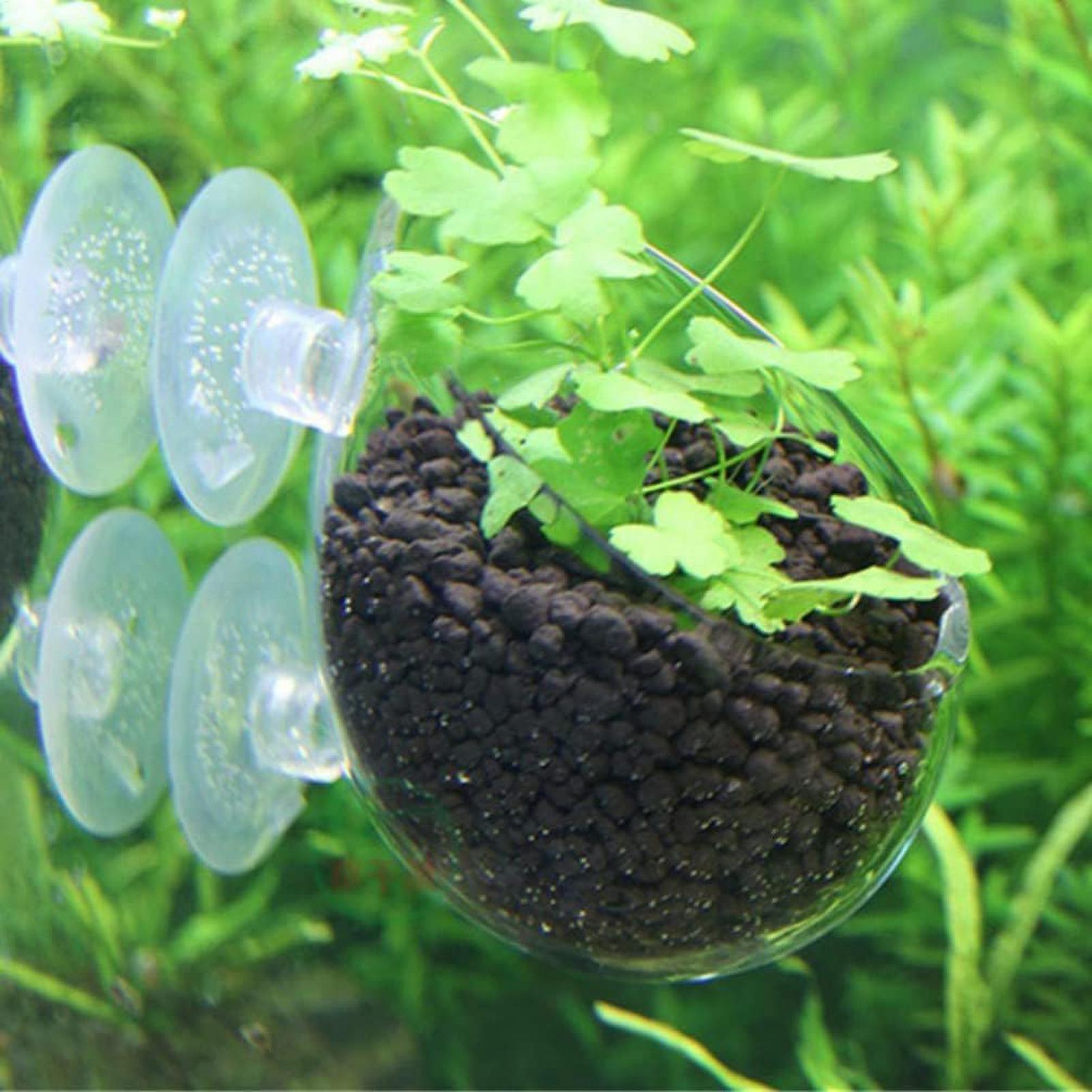 حامل نباتات الزينة الزجاجي مع  - مراجعة Aquarium Plant Growth وسعره