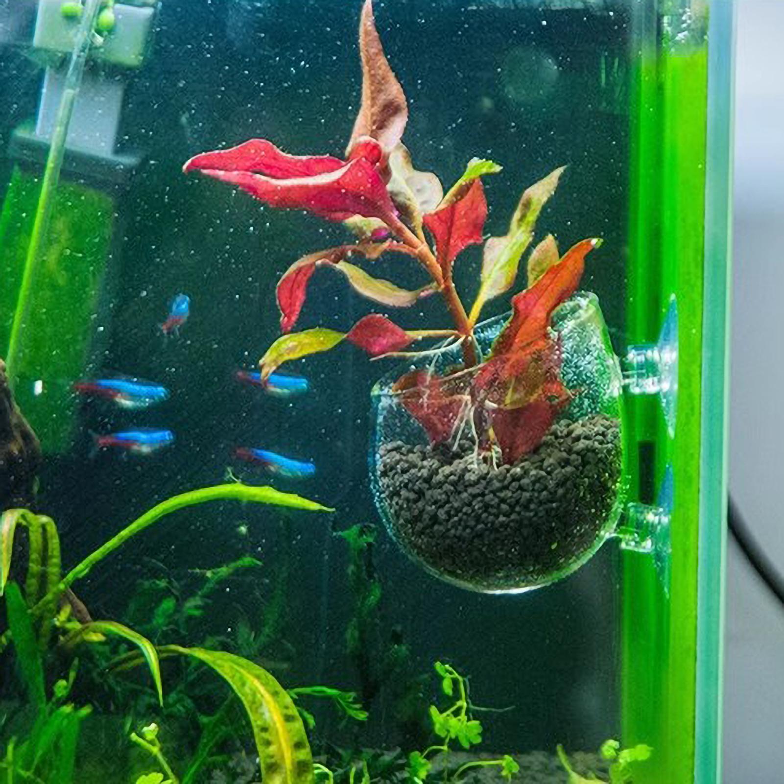 حامل نباتات الزينة الزجاجي مع  - مراجعة Aquarium Plant Growth وسعره