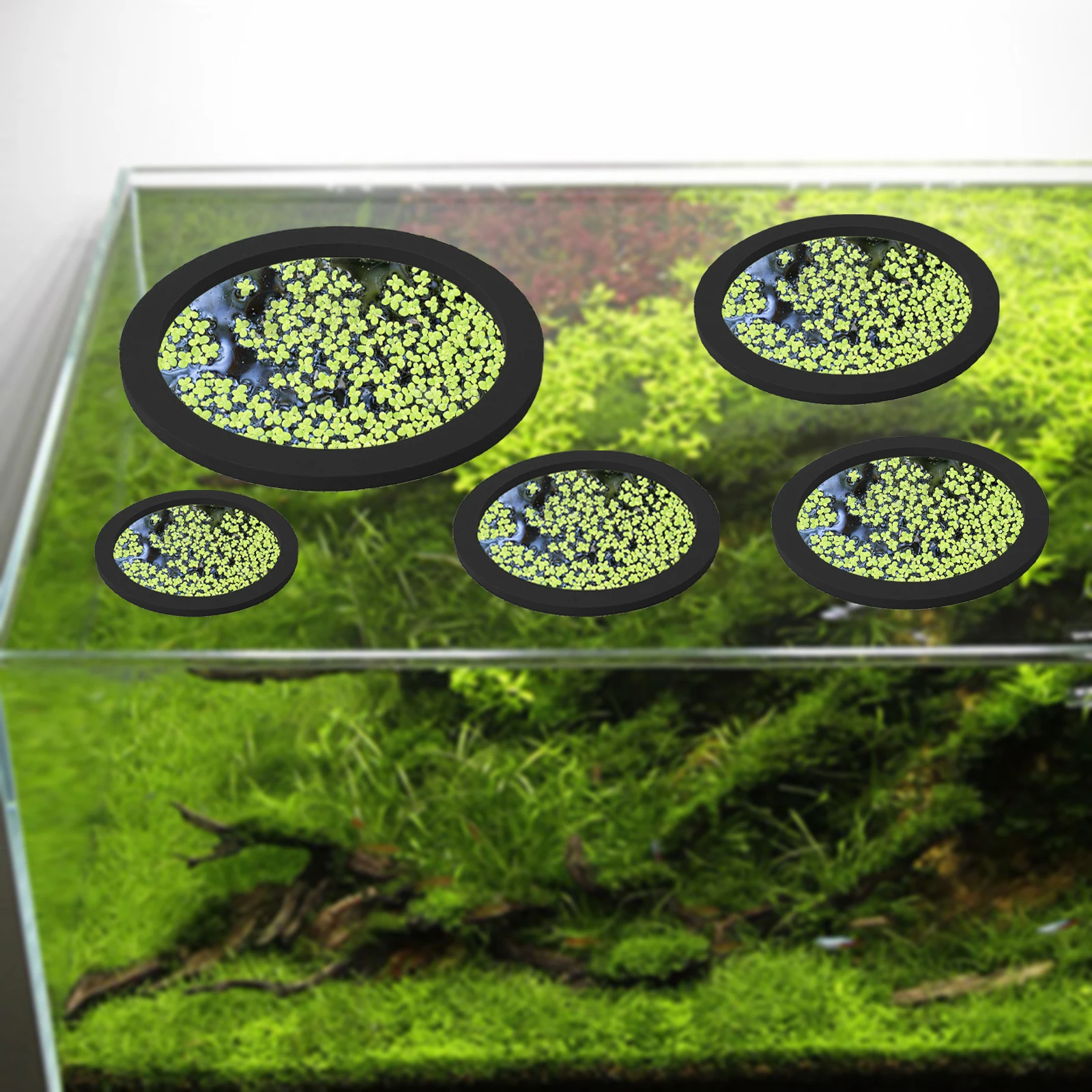 5 قطعة إيفا الأسماك تغذية حلقة - مراجعة Aquarium Plants وسعره