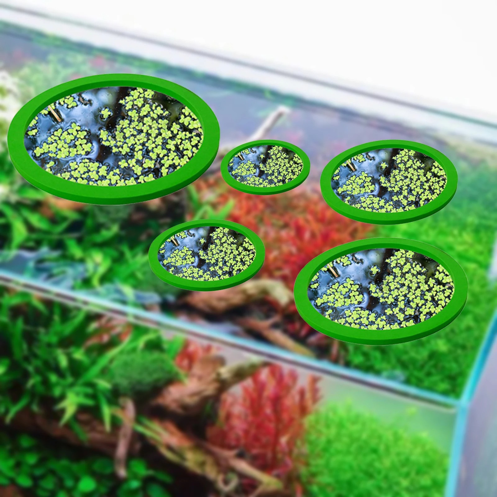 5 قطعة إيفا الأسماك تغذية حلقة - مراجعة Aquarium Plants وسعره